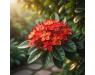 Junglegeranium Ixora coccinea1.jpeg